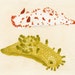 sea slugs original painting