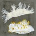 sea slugs original painting