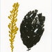 seaweeds original painting