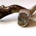 Idaho Ring