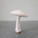 tiny white mushroom for terrarium or cake