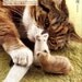 Cat Hair Felt and Goods Vol 2 - Japanese Craft Book