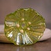 Shimmery Lime Green Lampwork Glass Focal Flower Bead Divine Spark Designs SRA LeTeam