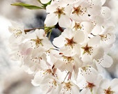 white cherry blossom photo, flower photography, bedroom decor, bedroom wall art, 8x10 SeeLifeShine