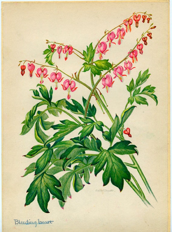 Bleeding Heart Vintage Illustration by Edith Johnston from A