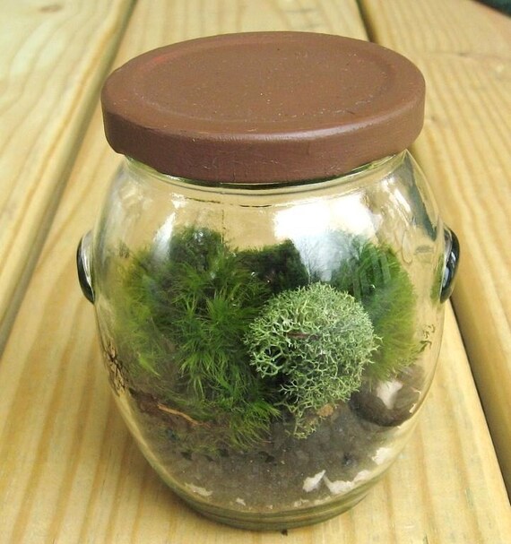 Garden in a Jar Terrarium Mini Moss Garden Ask about GIFT