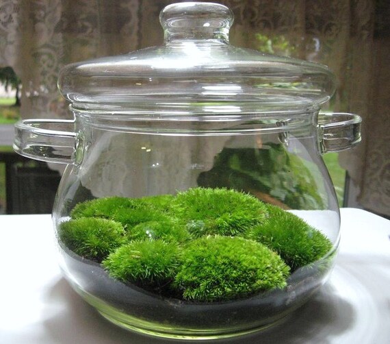 art deco moss terrarium with mounds of beautiful cushion art deco moss terrarium with mounds of beautiful cushion