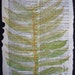 Tree Fern for Haiti, Original Watercolor