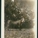 vintage photo Boston Terrier 1929 named PAtsy