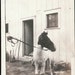 vintage photo Horse Pony who was in the circus Dogs rode on his back