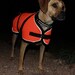 Warm Winter Dog Coat size 20 - waterproof, durable, reflective - Horse Blanket style with metal buckles