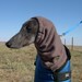 Greyhound Snood