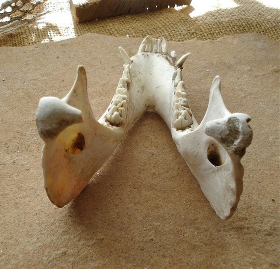 Real Natural Jaw Bones Pig Canine Animal Skeleton for