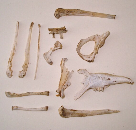 12 Rodent Bones Real Animal Skeleton by busterbeanknows on Etsy