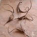 Devils Claw Seed Pods 12 Pieces, Unicorn Plant, Proboscidea, Desert Plant Woody Pod for Crafting