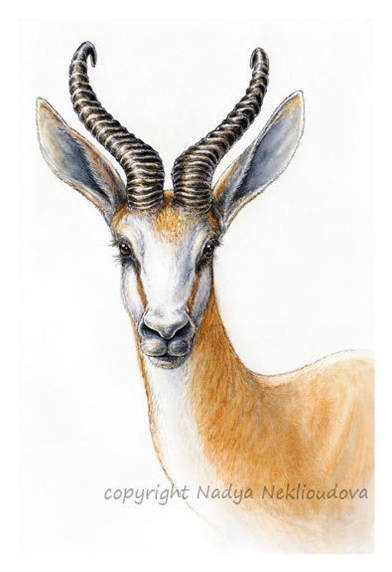 African antelope Springbok portrait Art Print from