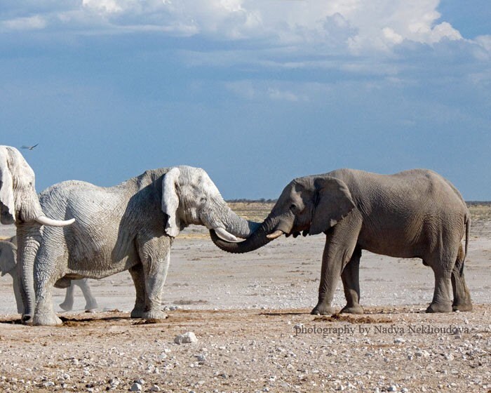 Elephant Meeting photo print 8x10 inches 20x25cm fine