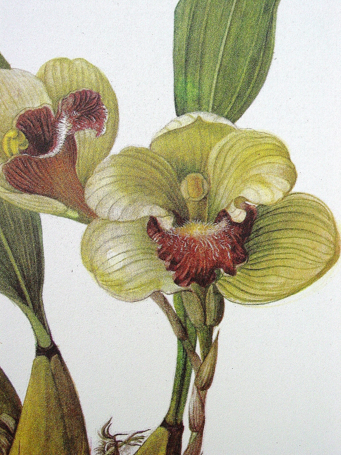 Botanical Illustration Orchid
 Vintage Botanical Print Orchid Illustration by GoodlookinVintage