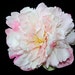 Silk Flowers - Silk Peony in White and Light Pink - 5.5 inches - Artificial Flowers