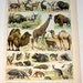 Antique Mammals Chromolithograph from the French Encyclopedia Nouveau Larousse Illustre Animal Print - Reduced