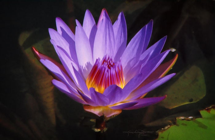 Items similar to Violet Flame - Purple and Gold Water Lily Art Photo ...