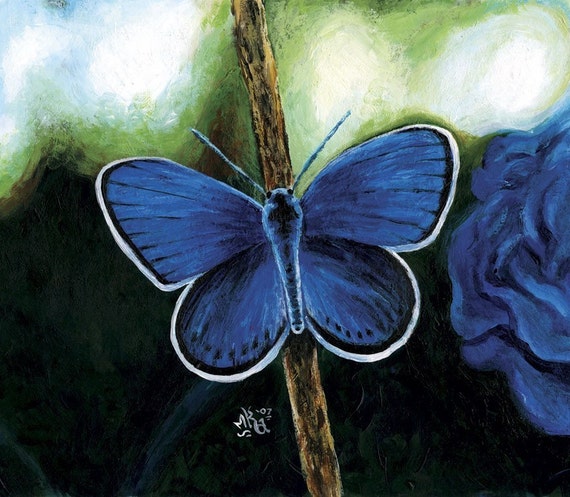 Karner Blue Butterfly Print