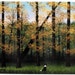 Border Collie Dog EARLY FALL Large art print of Todd Young painting