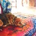 SALE Dog, Carpet, Quilt - original oil painting, 24 x 18"