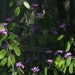 Free Seeds for Lunaria