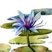 Water lily and lily pads watercolor original art