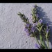 DIY Labels, Tags, Soap Wrappers - Plantable - Lavender Handmade Paper Sheets - with LAVENDER Seeds