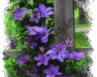 Clematis Enhanced Photography, Giclee Print, Wall Art Print, EBSQ