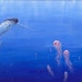Narwhal and Jelly Fish Painting c