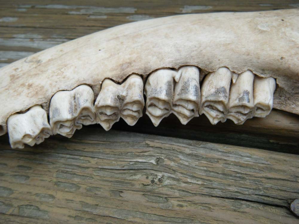 Vintage Deer Skull Jaw Bone with Teeth