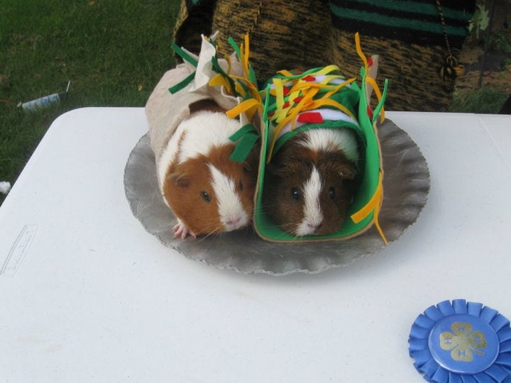 Guinea Pig Costume Dress Your Cavy Taco and Burrito