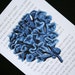 Coral Print on Korean Book Page - 5 x 7 Blue Coral