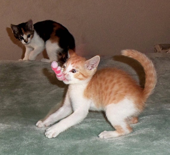 Willow's Worms Pipe cleaner cat toys a Kitten's