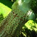 Birthday Cake, Red and White Polka Dot Little Girls Party Dress, vintagey, lacey, fru fru