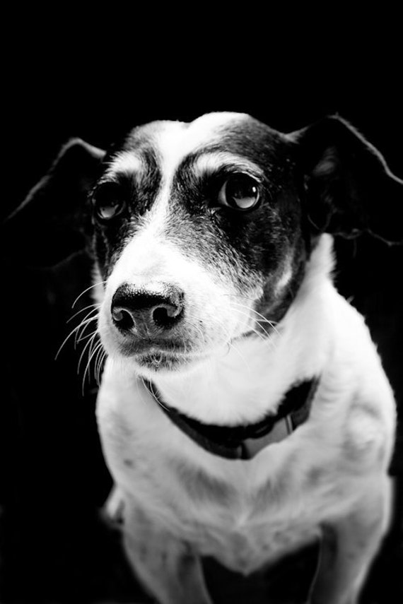 Items similar to jack russell in black & white on Etsy