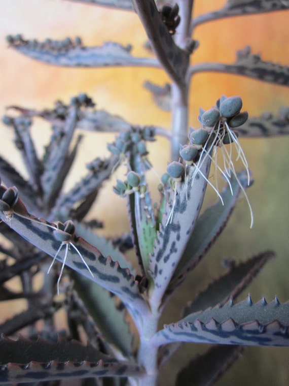 Mother of Millions Baby Plants 15