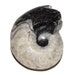 Ancient Petrified Fossilized Snail Shell