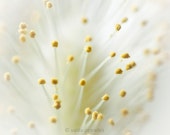 Softness - Original Signed Fine Art Photography Print 6x6 inches (15x15 cm) - abstract image of a plant