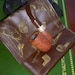 Vintage Savinelli Capri Root Briar Tobacco Pipe with a Tobacco Pouch