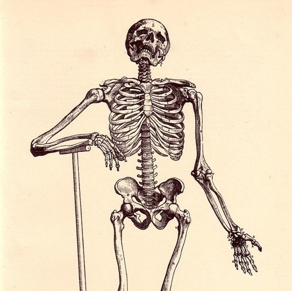 Human Skeleton with Shovel Anatomy Illustration Vintage