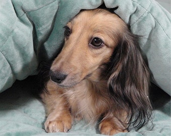 Dog Beds - Mint Green Snuggle Sack - Includes Embroidered Personalization