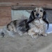 Rugged Blanket for Large Dogs - Ultrasuede Blanket Reverses to Faux Fur - Includes Embroidered Personalization
