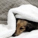 Dog Bed - Snuggle Sack -Cats - Pets - Camel, Chocolate and Taupe Welt & Rib Textured Minky - Includes Embroidered Personalization