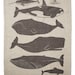 Whales Tea Towel