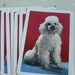Vintage Poodle Playing Cards--Set of 10