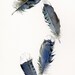 Blue Jay Original Watercolor Painting